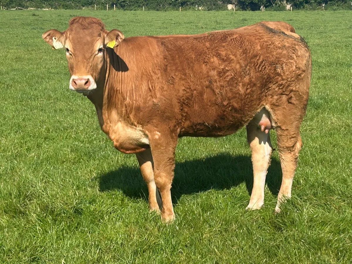 5 star incalf heifer time up - Image 1