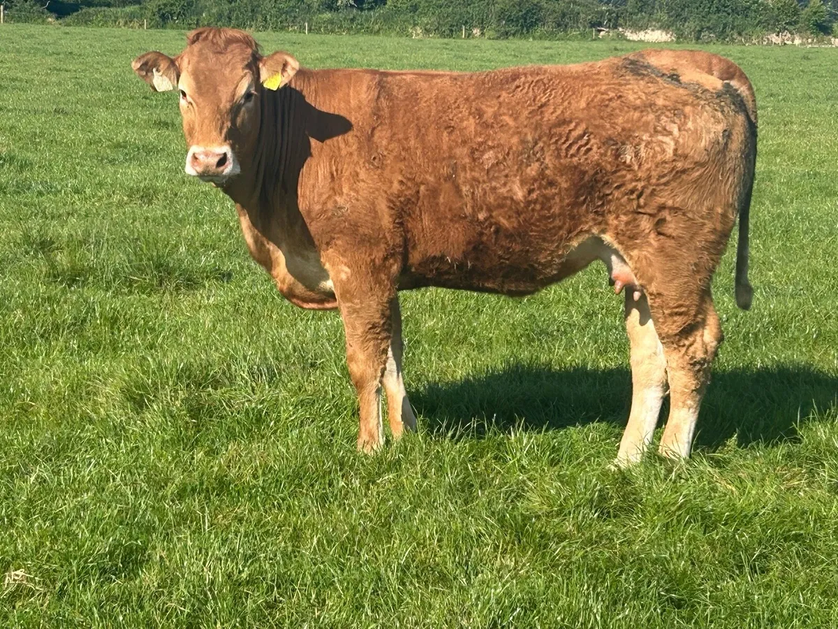 5 star incalf heifer time up - Image 2