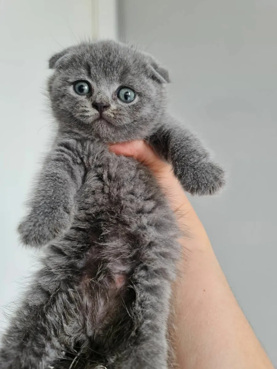 Scottish fold kittens - Image 1