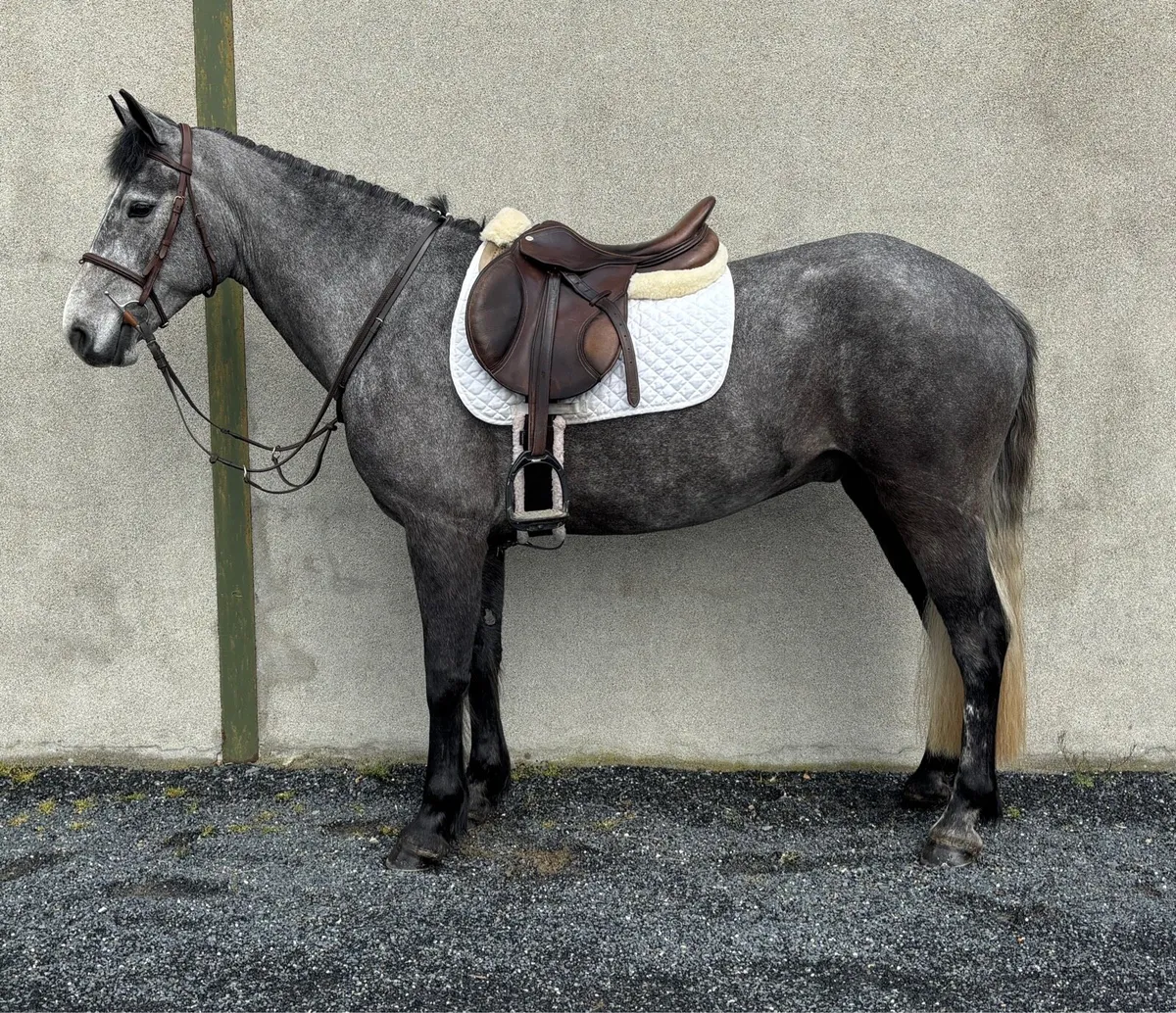 4yo Gelding