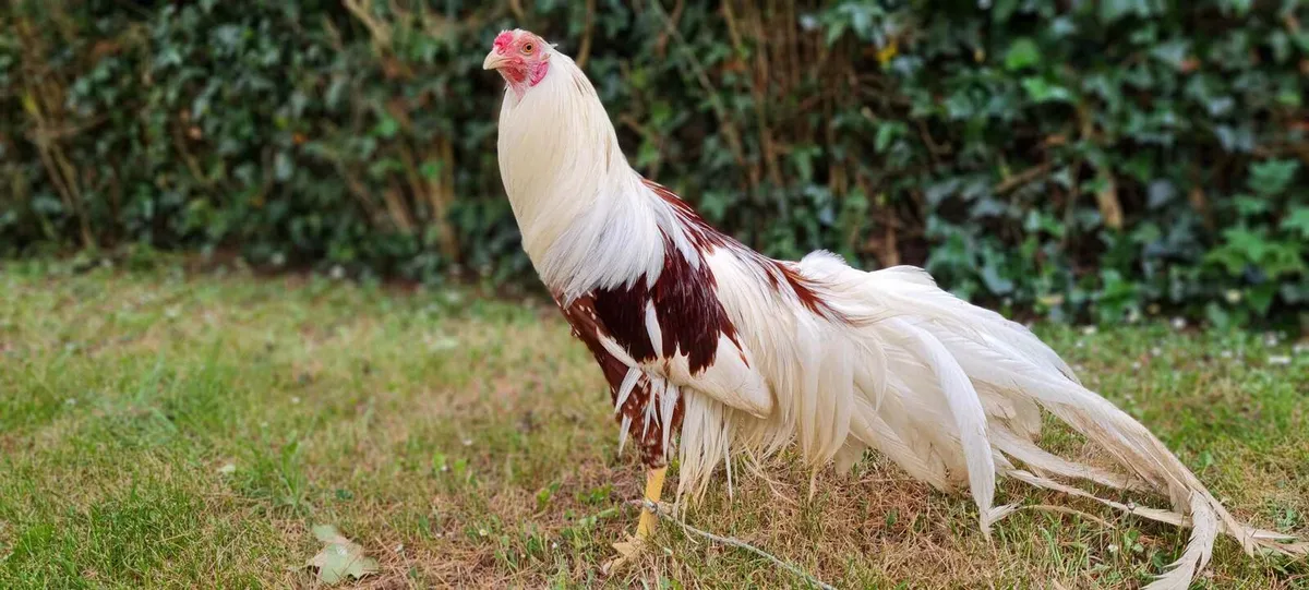 Fowl - Image 4