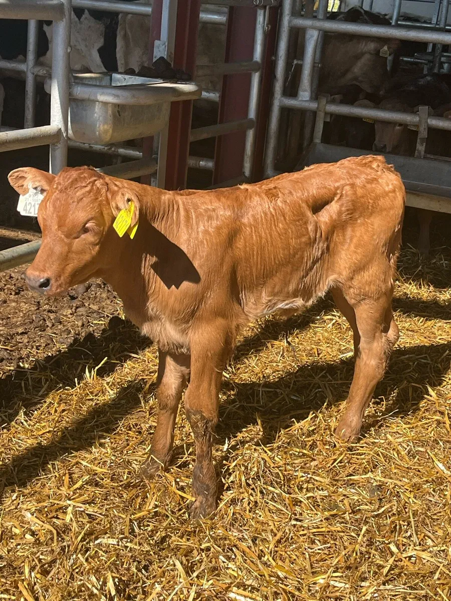 Foster calf (suckler bred) - Image 1