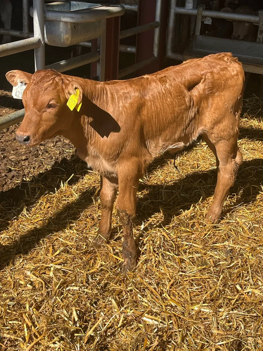 Foster calf (suckler bred) - Image 3