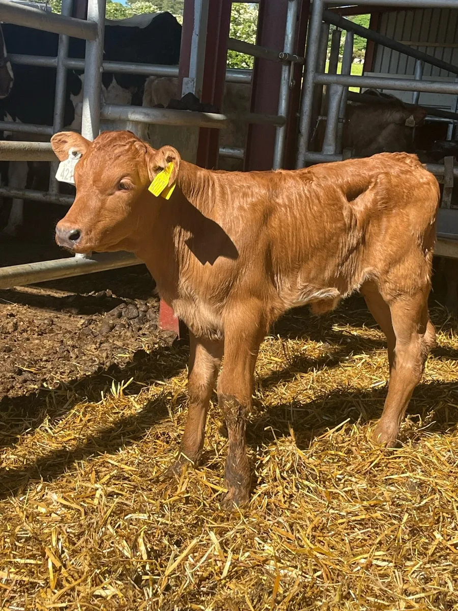 Foster calf (suckler bred) - Image 4