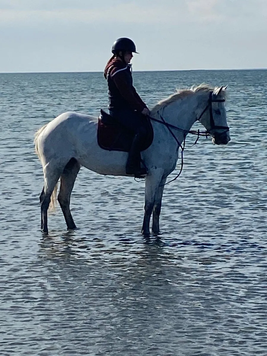 Pony for sale - Image 2