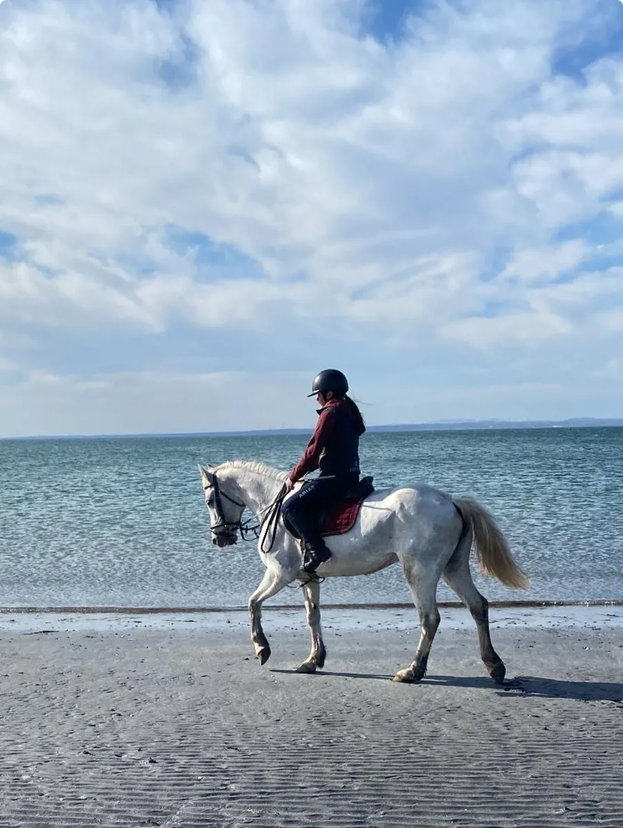 Pony for sale - Image 3