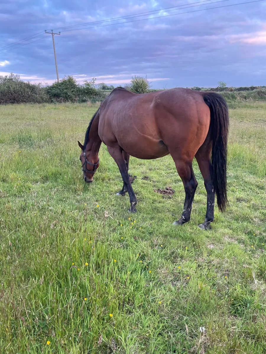 Mares - Image 1