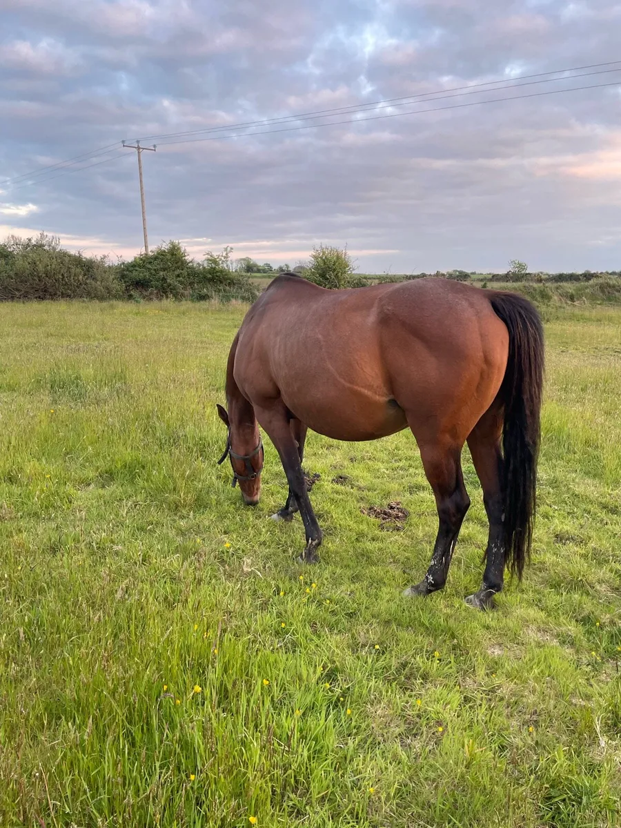 Mares - Image 2