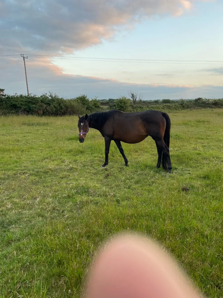 Mares - Image 3