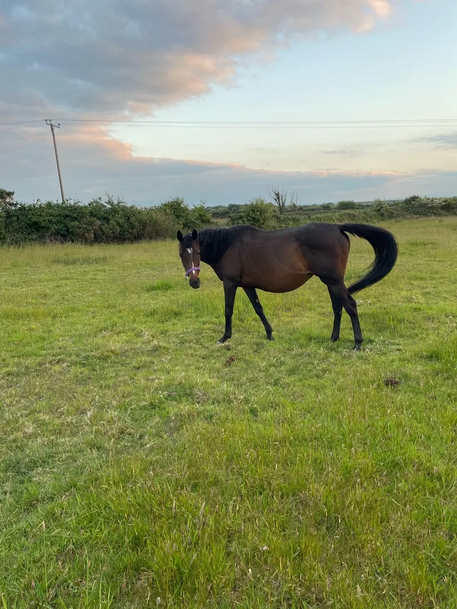 Mares - Image 4
