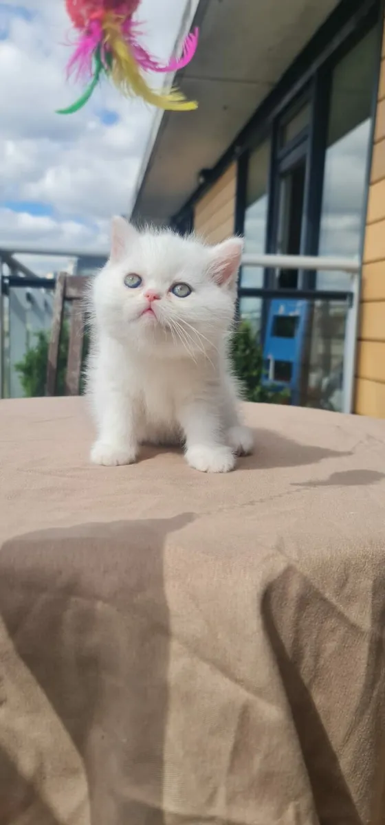 British Short hair Kitten - Image 1