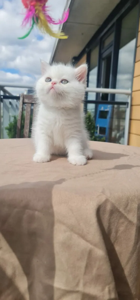 British Short hair Kitten - Image 2