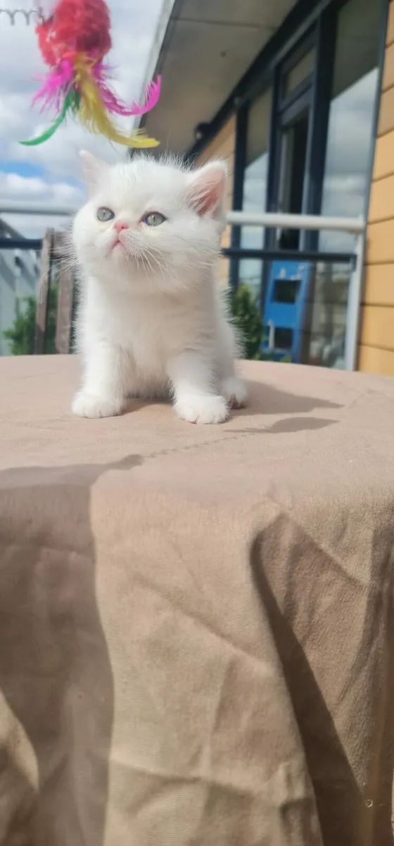 British Short hair Kitten - Image 3