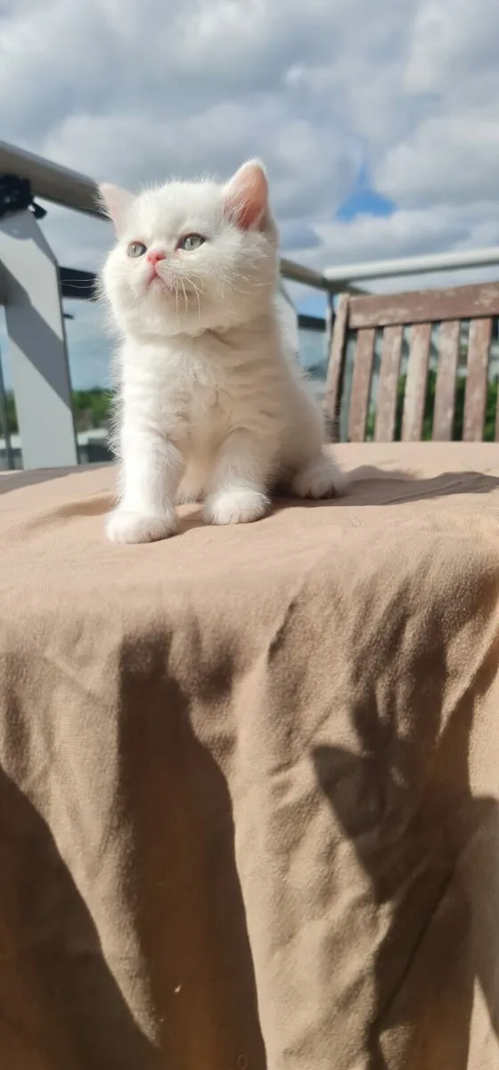 British Short hair Kitten - Image 4
