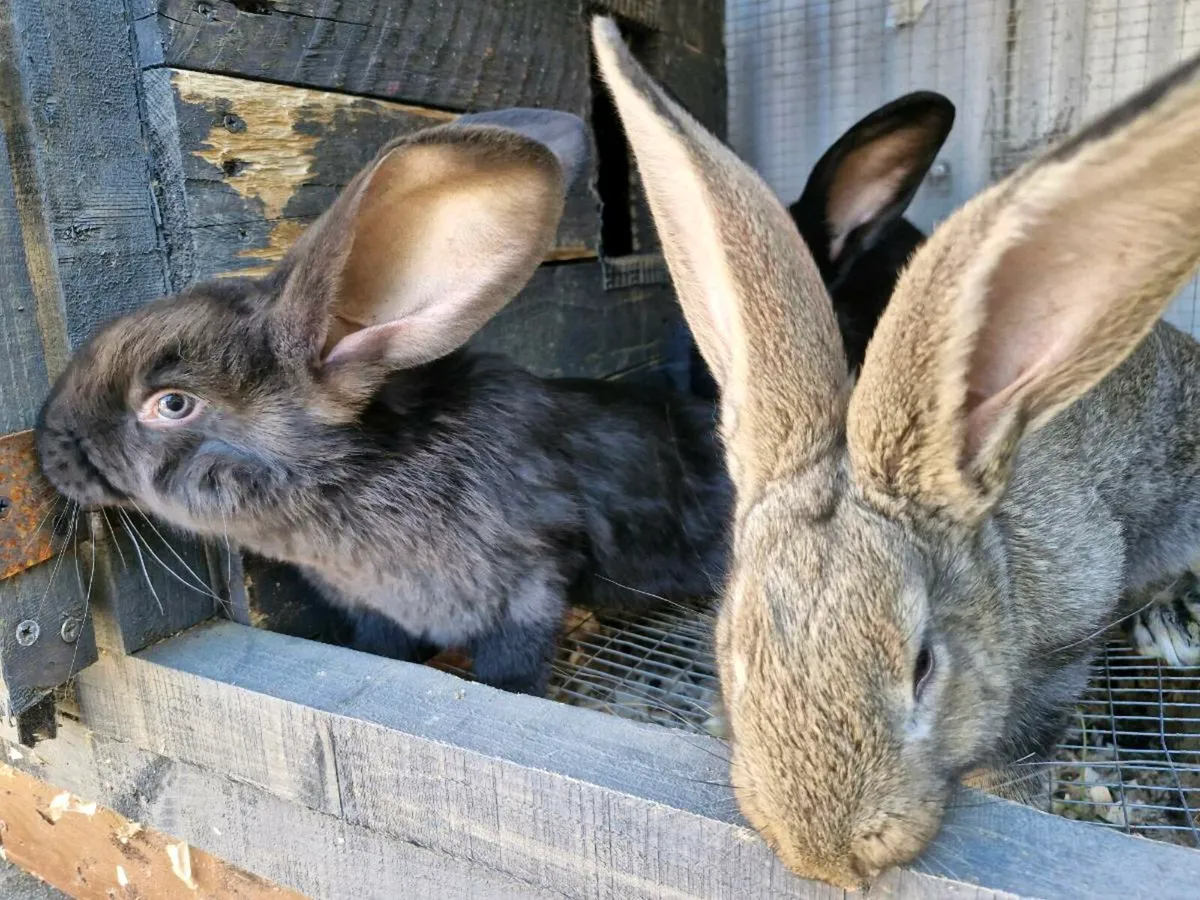 Giant Rabbits - Image 1