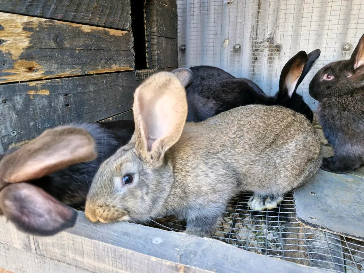 Giant Rabbits - Image 2