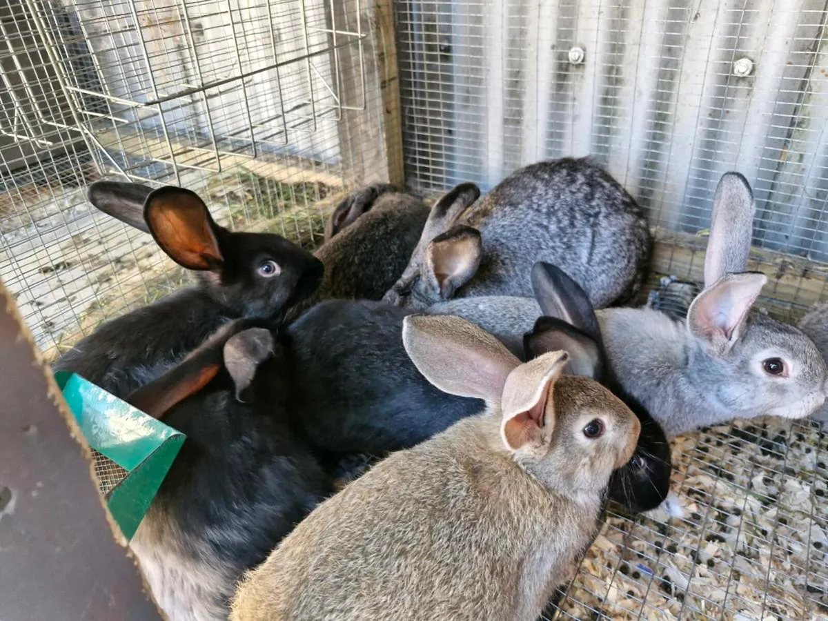 Giant Rabbits - Image 3