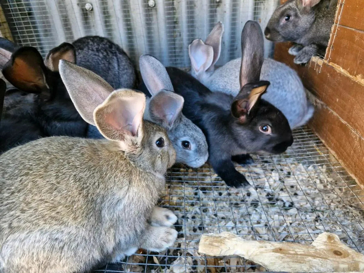 Giant Rabbits - Image 4