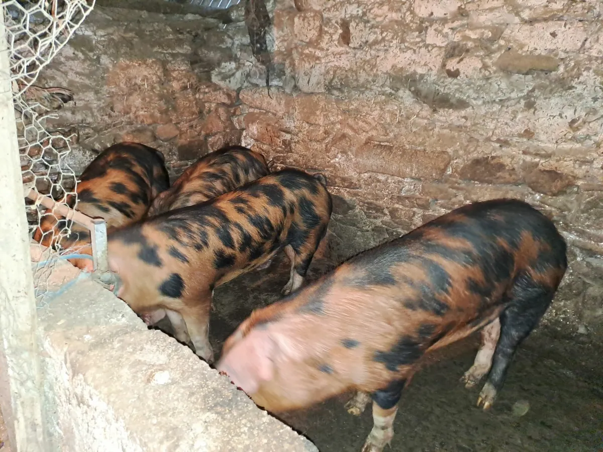 Pigs - Image 1