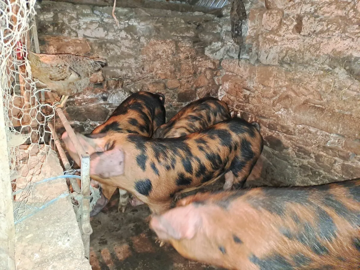 Pigs - Image 2