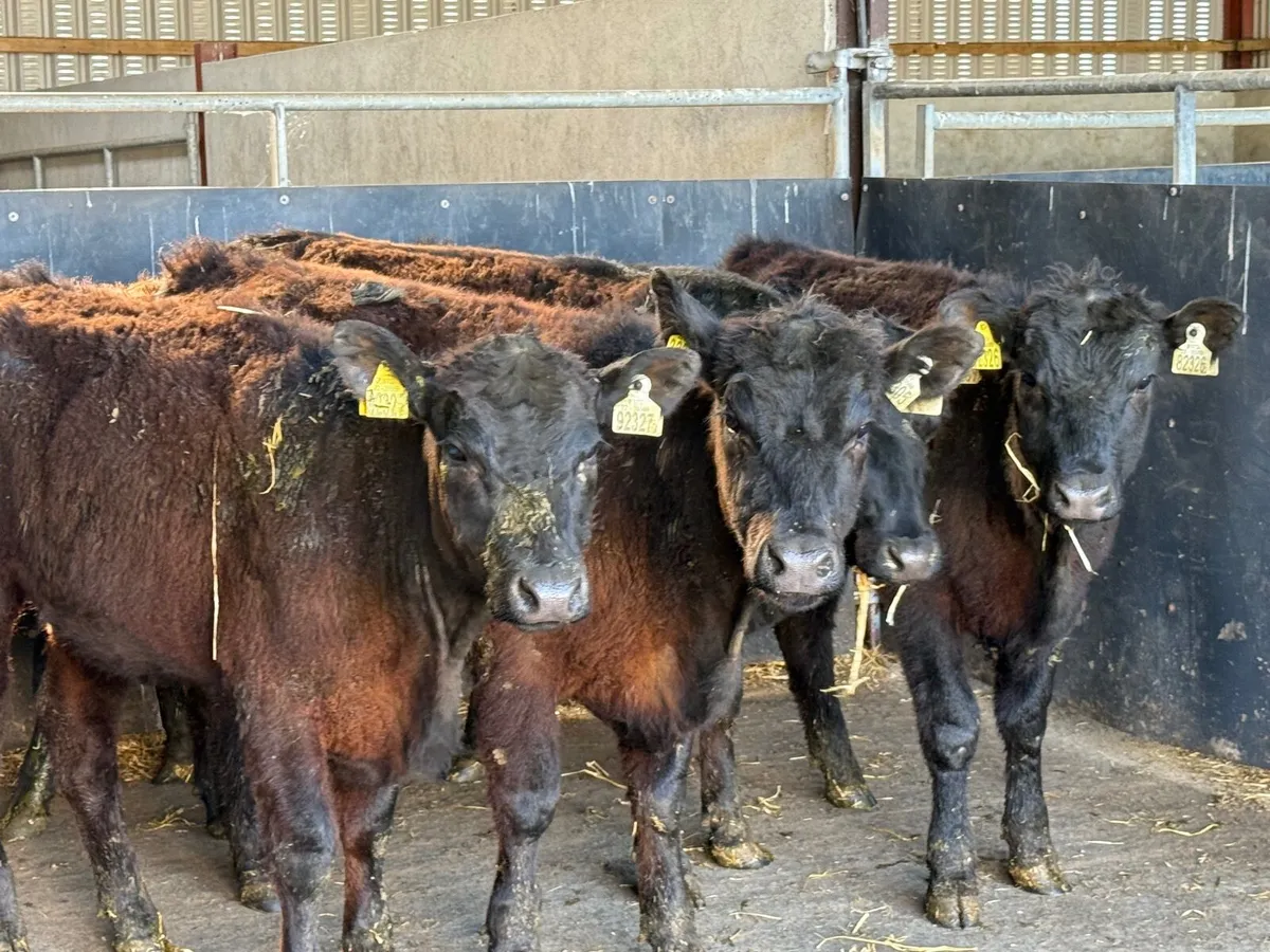 5 SUCKLER BRED ANGUS HEIFERS ( 270 KGS ) - Image 3
