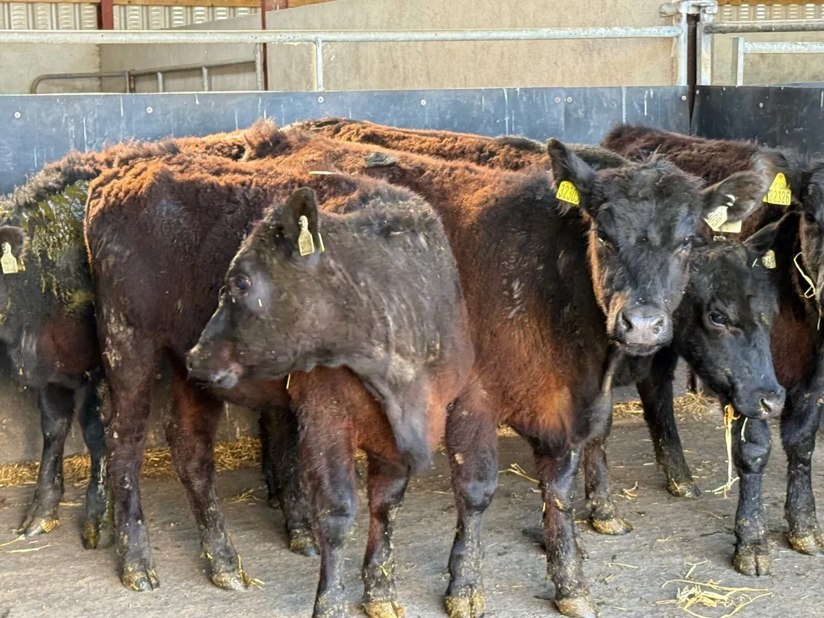 5 SUCKLER BRED ANGUS HEIFERS ( 270 KGS ) - Image 4