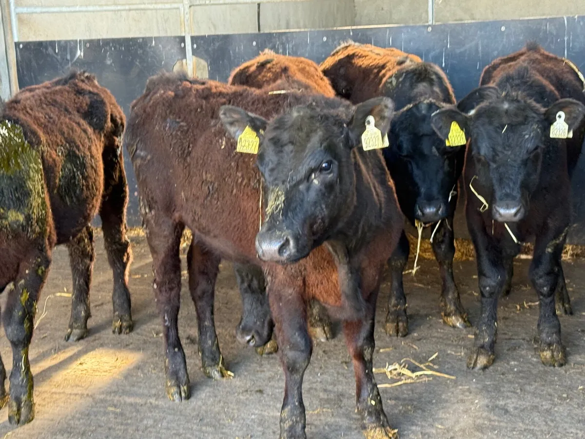5 SUCKLER BRED ANGUS HEIFERS ( 270 KGS ) - Image 2