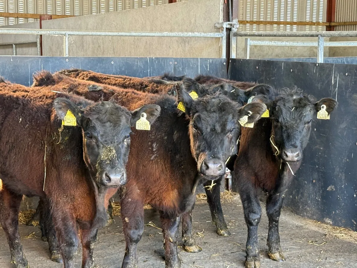 5 SUCKLER BRED ANGUS HEIFERS ( 270 KGS ) - Image 1