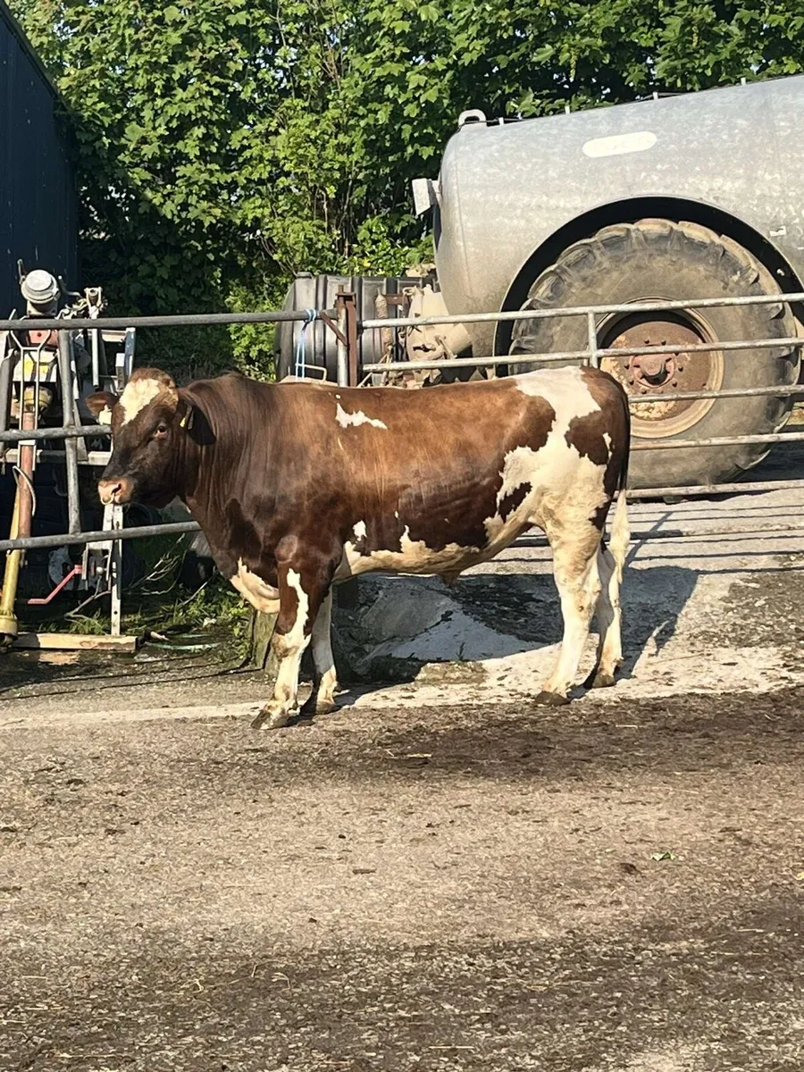 PBR British FR Bull - Image 1
