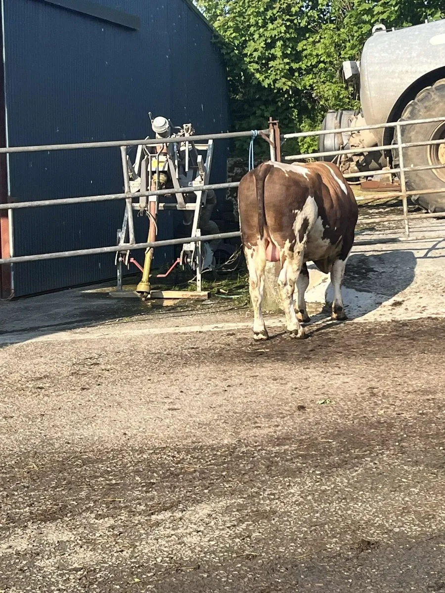 PBR British FR Bull - Image 2