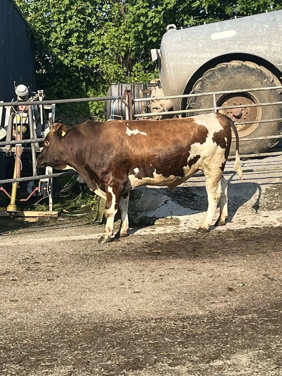 PBR British FR Bull - Image 3