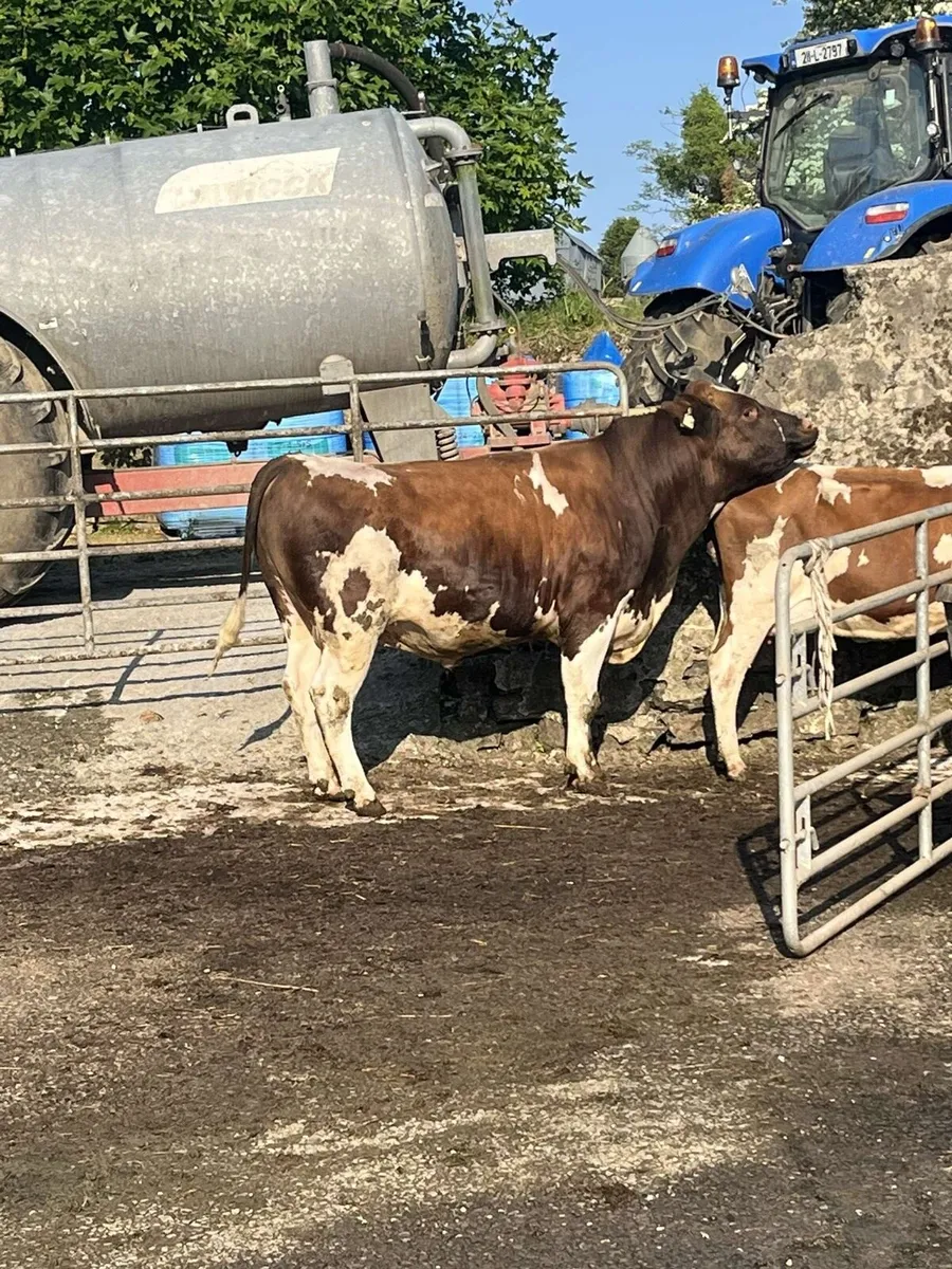 PBR British FR Bull - Image 4