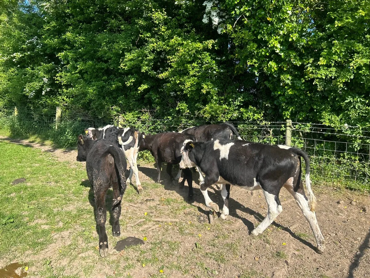 7 super Angus and Hereford heifers - Image 1