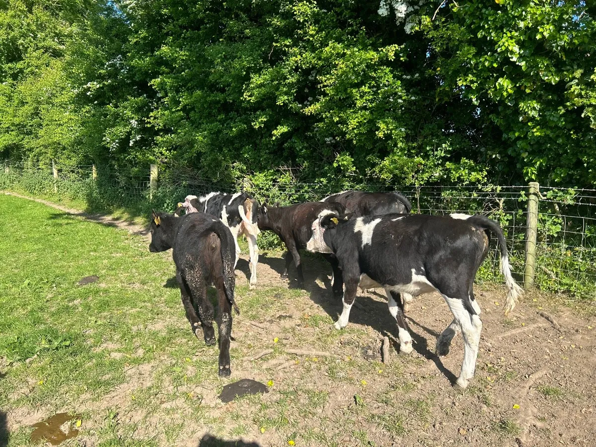 7 super Angus and Hereford heifers - Image 2