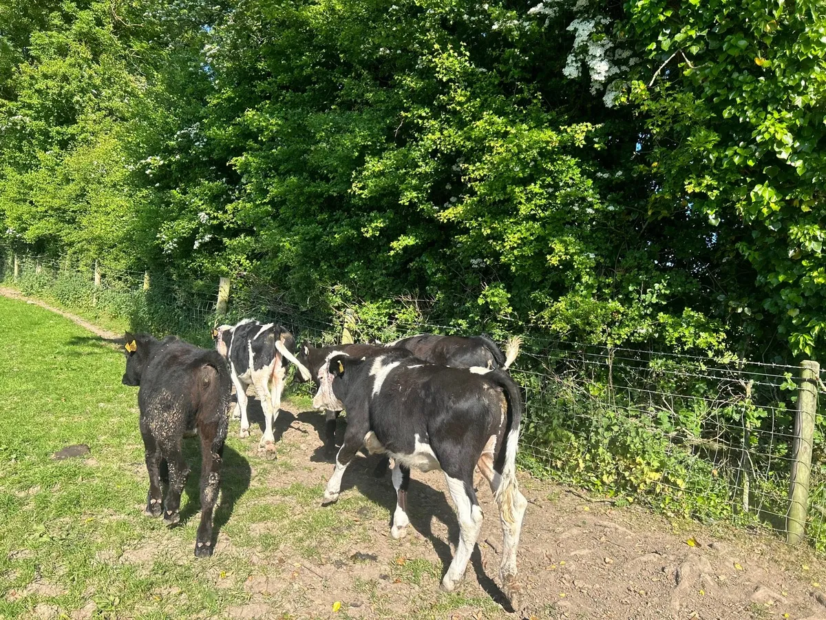 7 super Angus and Hereford heifers - Image 3