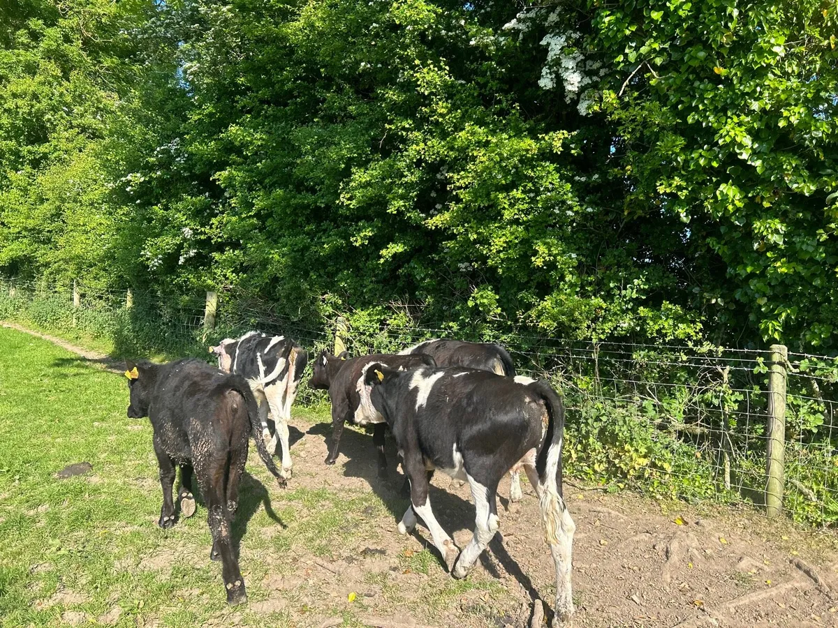 7 super Angus and Hereford heifers - Image 4
