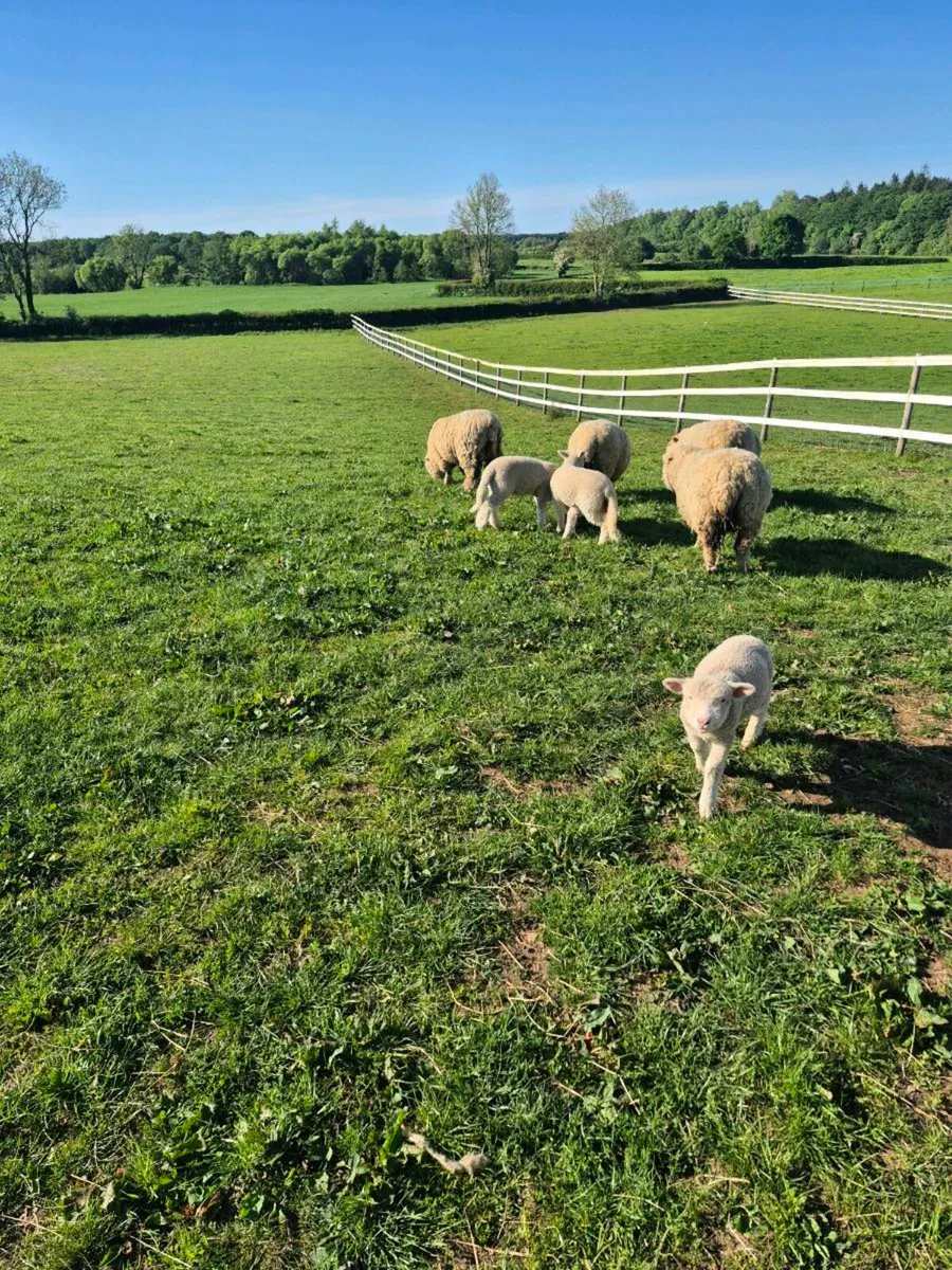 Ewes & Lambs - Image 1