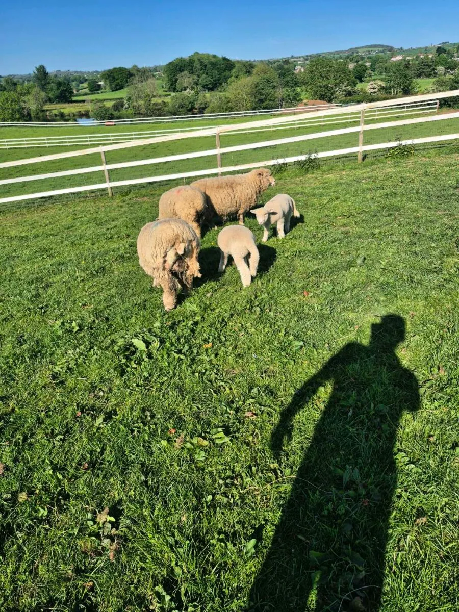 Ewes & Lambs - Image 2