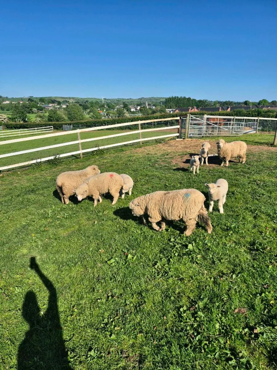 Ewes & Lambs - Image 3
