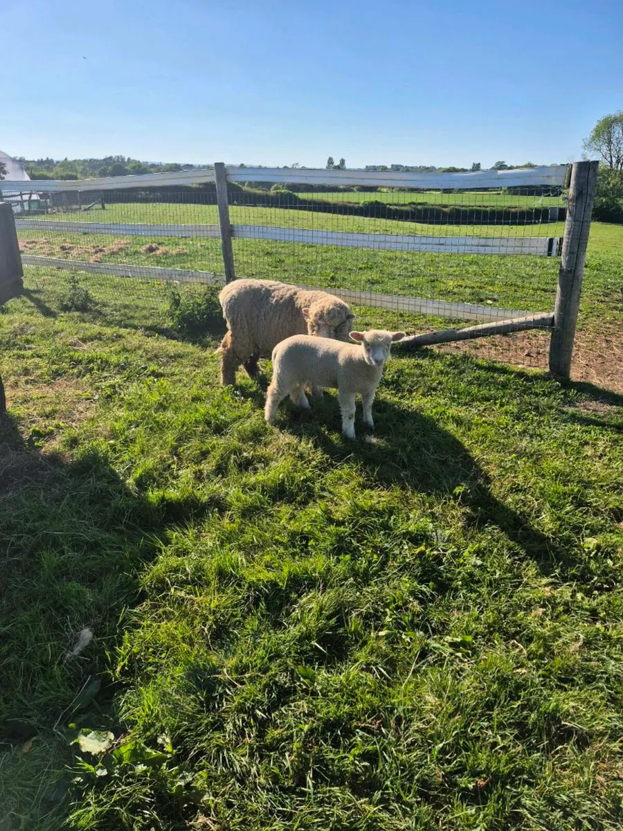Ewes & Lambs - Image 4