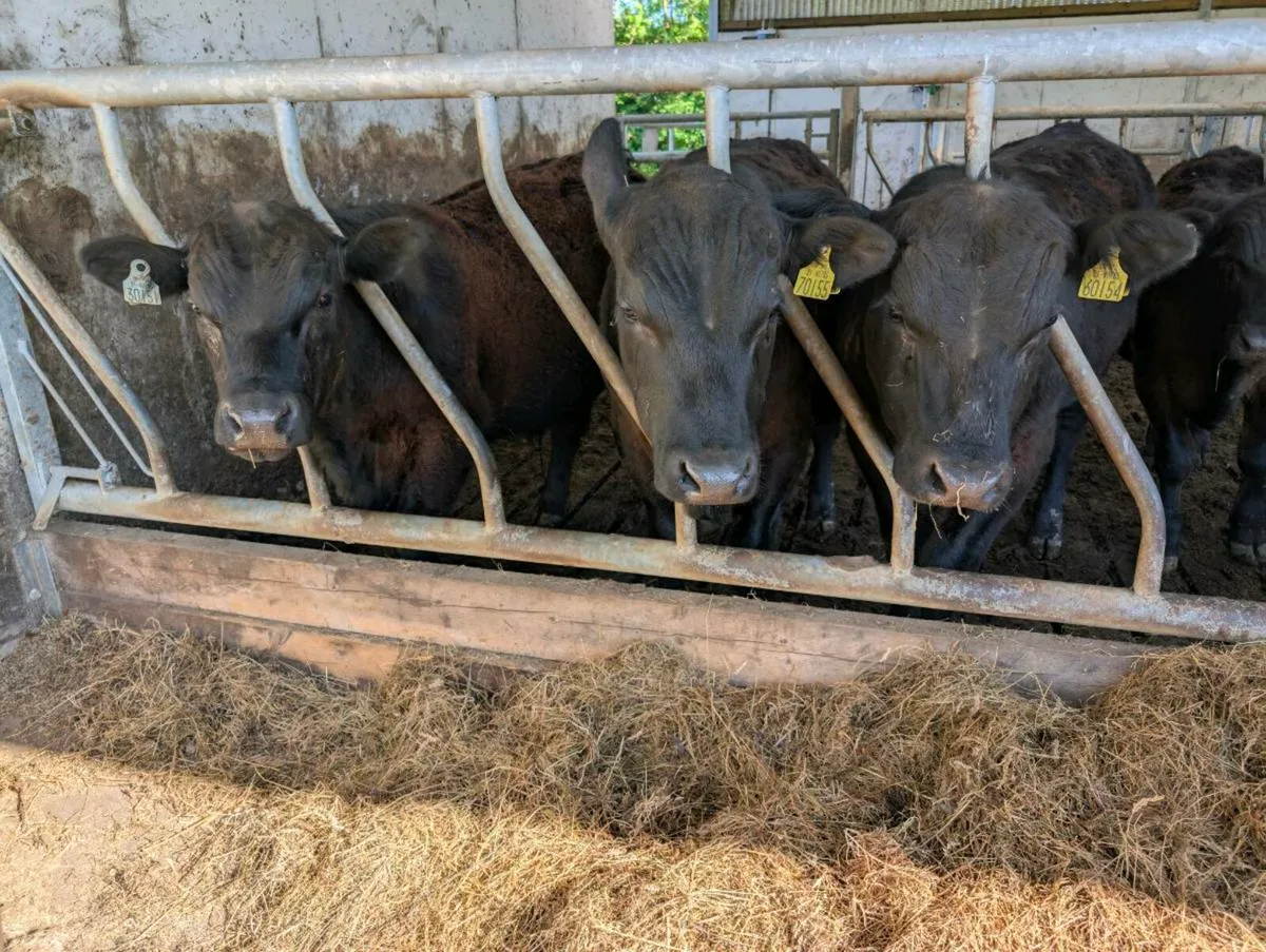 PBR Angus Bulls - Image 1