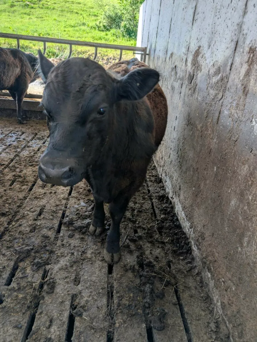 PBR Angus Bulls - Image 2
