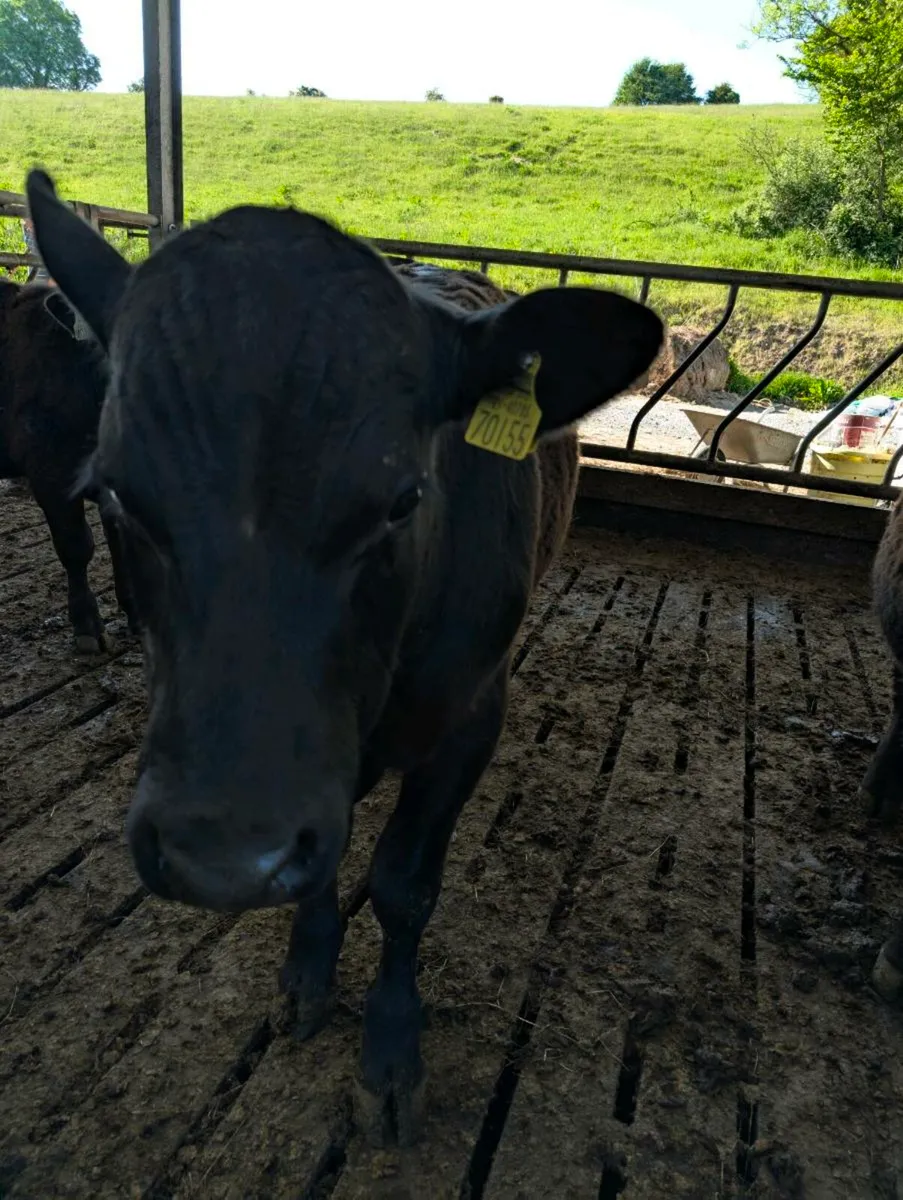 PBR Angus Bulls - Image 3