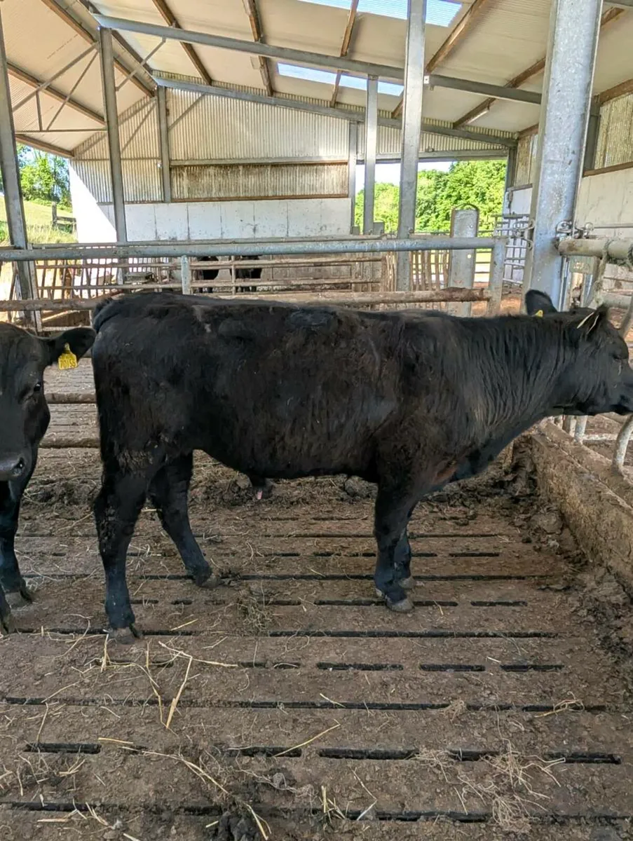 PBR Angus Bulls - Image 4
