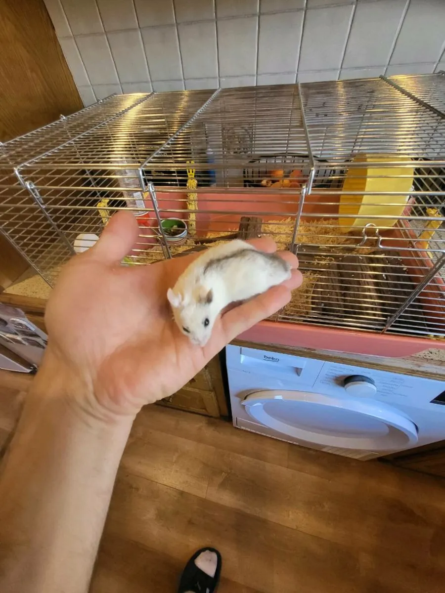 Chines hamster - Image 1