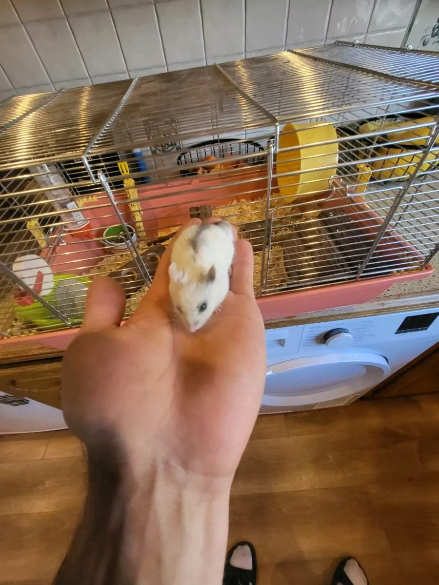 Chines hamster - Image 2