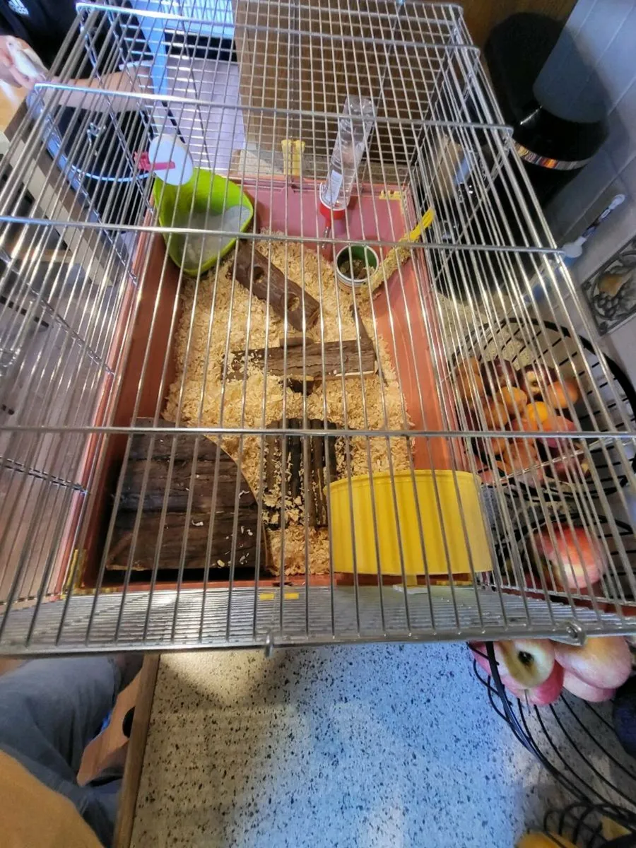 Chines hamster - Image 3