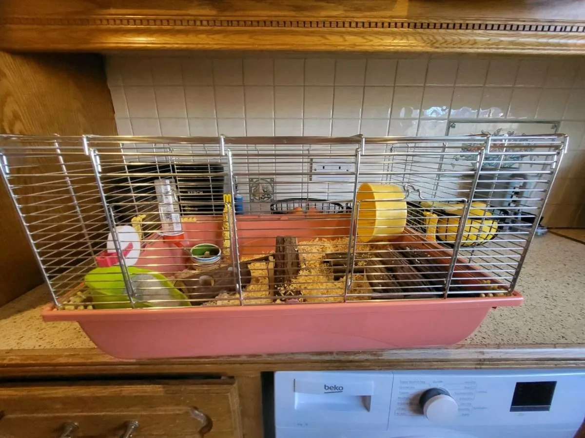 Chines hamster - Image 4