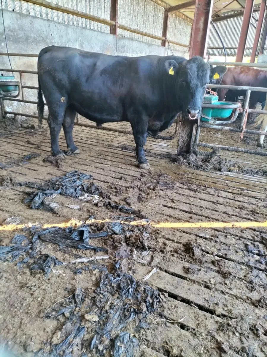 AA BULL ***** - Image 3