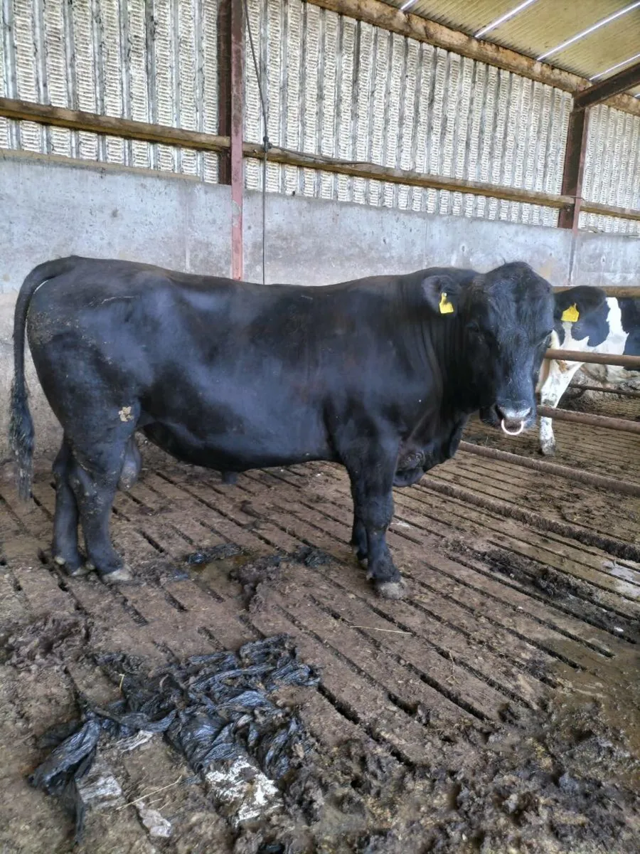 AA BULL ***** - Image 4